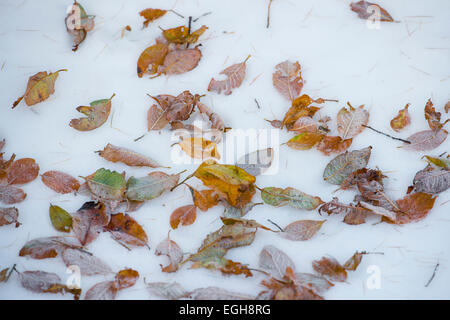 In autunno la natura Riedingtal parco, Schliereralm, i colori autunnali, larici, prima neve, Zederhaus, Lungau, Salisburgo, Austria Foto Stock