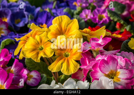 Una foto macro con bassa messa a fuoco su un vivace gruppo di primula. Foto Stock