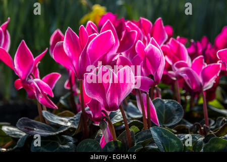 Rosa retroilluminato Ciclamino fiori. Messa a fuoco centrale su un bel gruppo di rosa Ciclamino in un giardino fiorito. Foto Stock