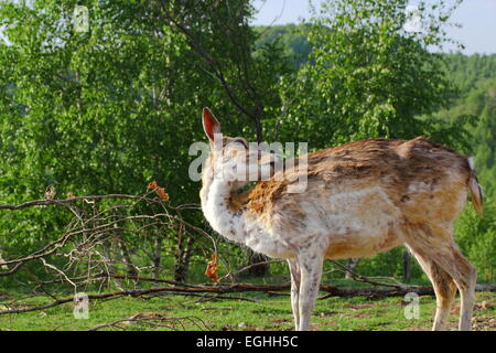 Daini doe graffiare il suo ritorno in una radura Foto Stock