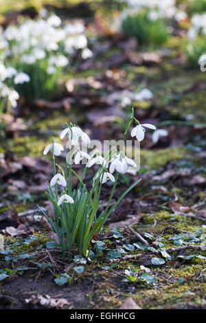 Galanthus 'Mmagnete'. Specie snowdrop crescente sul bordo di un bosco giardino. Foto Stock