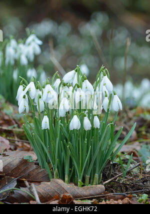 Bucaneve - Galanthus nivalis nel bosco figliata di foglia, Snowdrop Valley, Exmoor Foto Stock