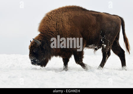 Il bisonte europeo (Bison bonasus), Bull nella neve, captive, Nord Reno-Westfalia, Germania Foto Stock