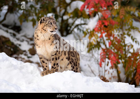 Snow Leopard (Panthera uncia), maschio, nella neve, captive, Svizzera Foto Stock