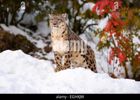Snow Leopard (Panthera uncia), maschio, nella neve, captive, Svizzera Foto Stock
