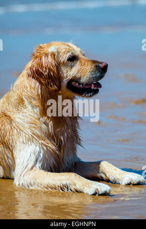 Bell esemplare del cane di razza Golden Retriever Foto Stock