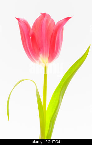 Uno rosso tulip isolati su sfondo bianco Foto Stock