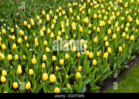 Tulipani gialli in Keukenhof Flower Garden, raffreddare la primavera, Paesi Bassi Foto Stock