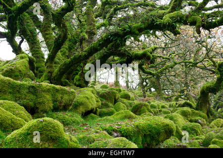 Legno Wistmans parco nazionale di Dartmoor Devon UK Foto Stock