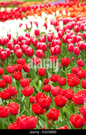 Rosso e rosa tulipani a Keukenhof Flower Garden, raffreddare la primavera, Paesi Bassi Foto Stock