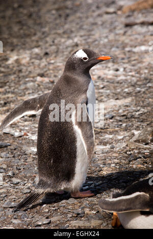 Atlantico del Sud, Sud Georgia e della baia di Isles, Prion Island, Gentoo Penguin Pygoscelis papua sulla spiaggia Foto Stock