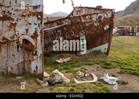 Georgia del Sud, Grytviken, prows dell ex British trawler Dias, e il sigillante Albatros con whalebones sulla riva Foto Stock