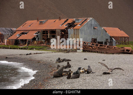 Georgia del Sud, Stromness, foche sulla spiaggia al di fuori del vecchio stazione baleniera Foto Stock