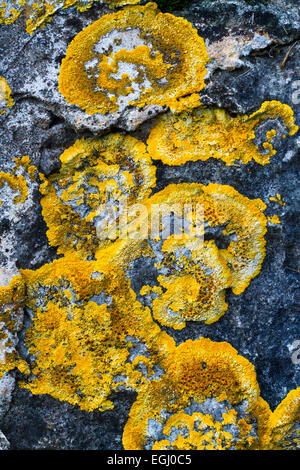 Un lichene Xanthoria parietina. Foto Stock