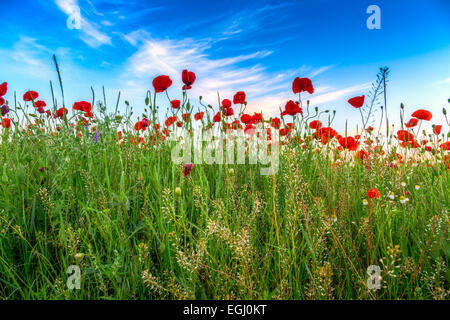 Campo di papaveri prato in estate in Ungheria Foto Stock