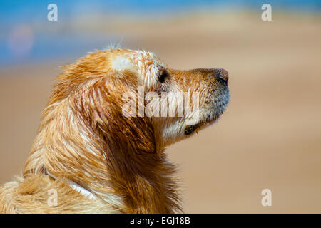 Bell esemplare del cane di razza Golden Retriever Foto Stock