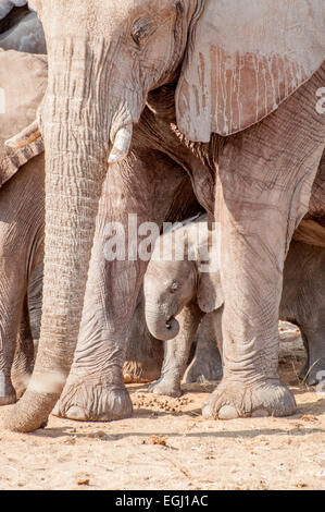 Un Baby Elephant è protetto da tutto il gruppo, con la matriarca infront. Foto Stock