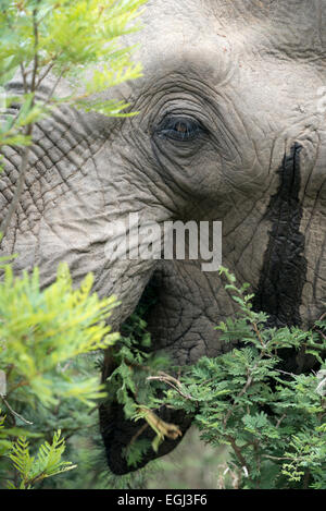 Elefante africano (Loxodonta africana) in musht, temporin secrezione da una ghiandola, closeup, Kruger National Park, Sud Africa Foto Stock