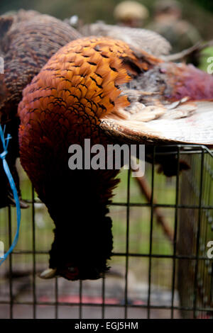 Un fagiano sulla parte superiore di una gabbia a seguito di un colpo su un fagiano shoot Foto Stock