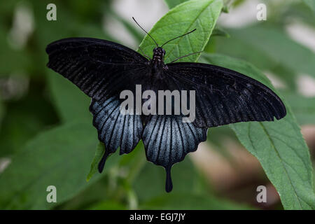 A coda di rondine Lowi Papilio memnon grande farfalla mormone diversi morph nero blu foglie bianche bellissimo insetto Foto Stock