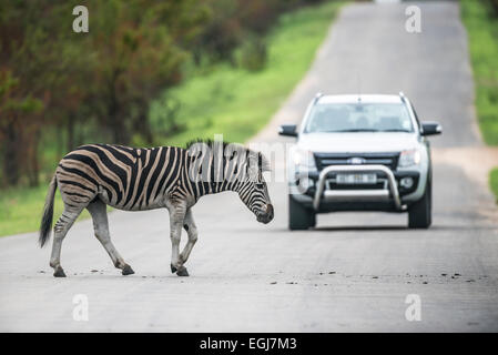 La Burchell zebra attraversando la strada di fronte a un auto, Kruger National Park, Sud Africa Foto Stock