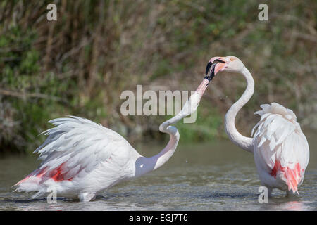 PARC ORNITOLOGIQUE DU PONT DE GAU, Francia - 15 Maggio 2014: coppia di fenicotteri maggiore (Phoenicopterus roseus). Foto Stock