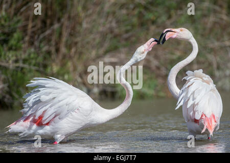 PARC ORNITOLOGIQUE DU PONT DE GAU, Francia - 15 Maggio 2014: coppia di fenicotteri maggiore (Phoenicopterus roseus). Foto Stock