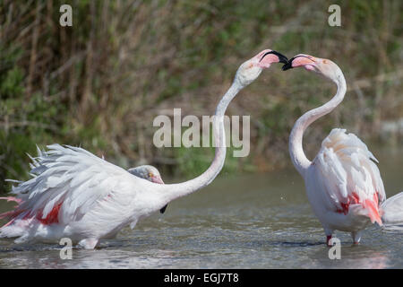 PARC ORNITOLOGIQUE DU PONT DE GAU, Francia - 15 Maggio 2014: coppia di fenicotteri maggiore (Phoenicopterus roseus). Foto Stock