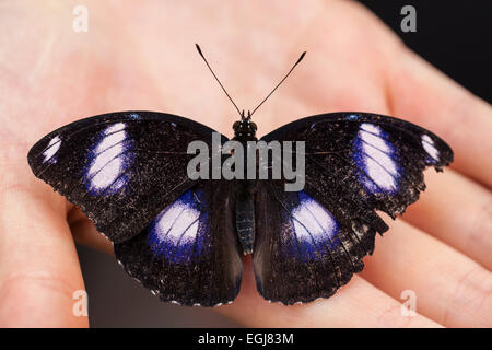 Hypolimnas bolina grande eggfly bolina butterfly marrone nero bianco blu a mano bellissimo insetto natura Foto Stock