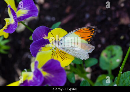 Hebomoia glaucippe grande arancio-punta a farfalla insetto bellissimi fiori natura coloratissima Foto Stock