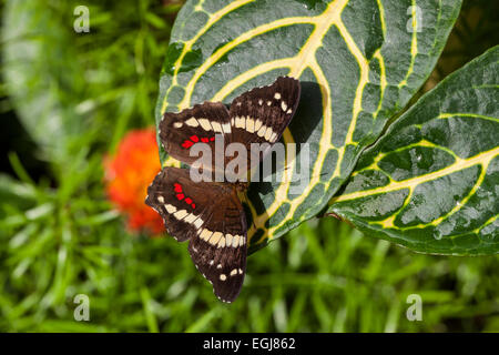 Fatima nastrare Peacock Anartia fatima butterfly rosso marrone giallo verde foglia insetto bel fiore Foto Stock