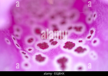 Foxglove, comune foxglove, viola foxglove o Digitalis purpurea macro di fiori. Foto Stock