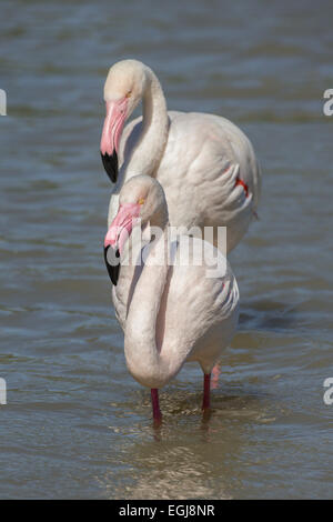 PARC ORNITOLOGIQUE DU PONT DE GAU, Francia - 15 Maggio 2014: coppia di fenicotteri (Phoenicopterus roseus). Foto Stock