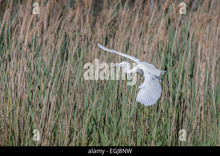 PARC ORNITOLOGIQUE DU PONT DE GAU, Francia - 15 Maggio 2014: battenti garzetta (Egretta garzetta). Foto Stock