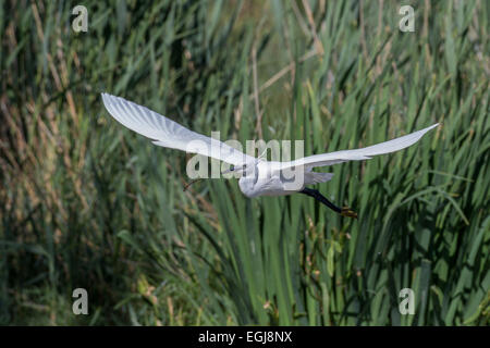 PARC ORNITOLOGIQUE DU PONT DE GAU, Francia - 15 Maggio 2014: battenti garzetta (Egretta garzetta). Foto Stock