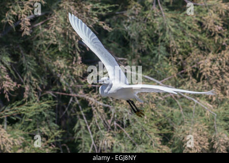 PARC ORNITOLOGIQUE DU PONT DE GAU, Francia - 15 Maggio 2014: battenti garzetta (Egretta garzetta). Foto Stock