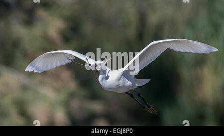 PARC ORNITOLOGIQUE DU PONT DE GAU, Francia - 15 Maggio 2014: battenti garzetta (Egretta garzetta). Foto Stock