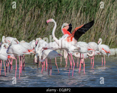 PARC ORNITOLOGIQUE DU PONT DE GAU, Francia - 15 Maggio 2014: gruppo di fenicotteri maggiore (Phoenicopterus roseus). Foto Stock