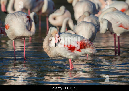 PARC ORNITOLOGIQUE DU PONT DE GAU, Francia - 15 Maggio 2014: gruppo di fenicotteri maggiore (Phoenicopterus roseus). Foto Stock