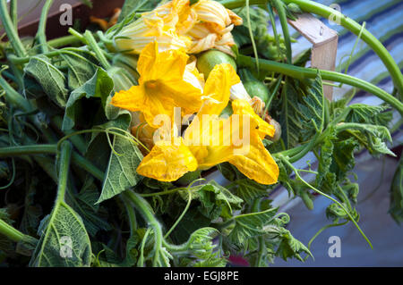 Fiori di zucca acciaroli cilento sud italia Foto Stock