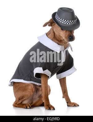Carino di razza cane indossando una maglietta e fedora su sfondo bianco Foto Stock