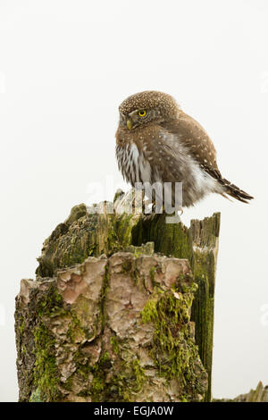 A nord il gufo pigmeo sul pesce persico territoriale-Chiliwack, British Columbia, Canada. Foto Stock