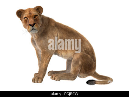 3D render digitale di una seduta di lion femmina isolati su sfondo bianco Foto Stock
