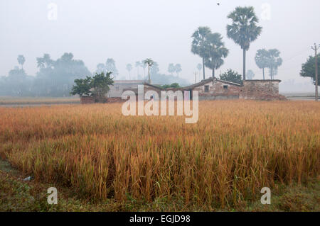 India 2014. Bihar. Villaggio Mastichak. Campo di riso. Foto Stock