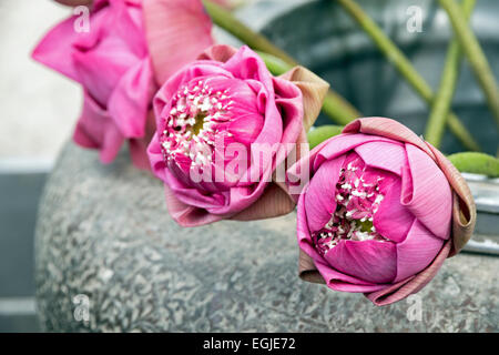 Fiore di loto - Nelumbo nucifera Foto Stock