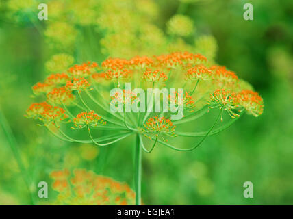 L'aneto crescono nel giardino sullo sfondo di altre piante Foto Stock