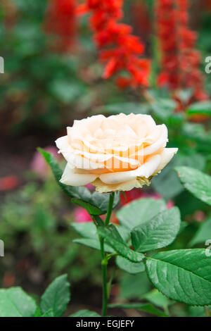 La fioritura delle rose in giardino Foto Stock