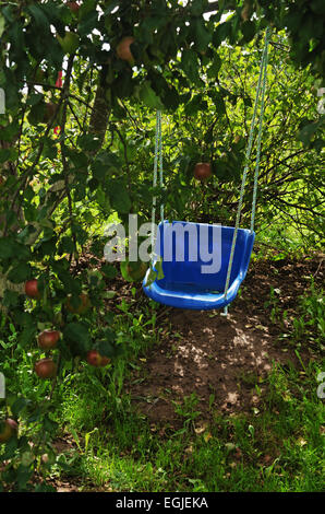 Apple-tree con swing blu nel giardino del villaggio. Foto Stock