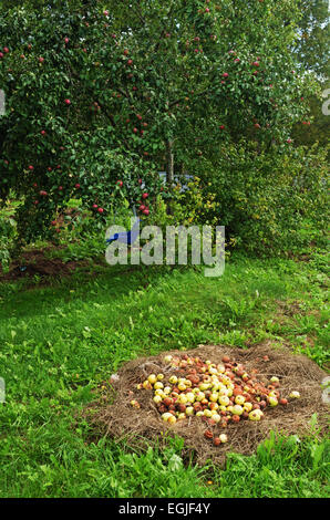 Apple-tree con swing blu e la brutta caduta le mele su erba nel giardino del villaggio. Foto Stock