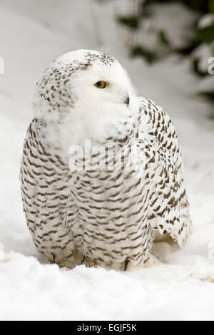 Civetta delle nevi (Bubo scandiacus, Nyctea scandiaca) Foto Stock